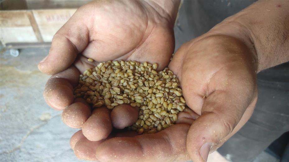 3 nesildir bulgur değirmeninin çarkları dönüyor