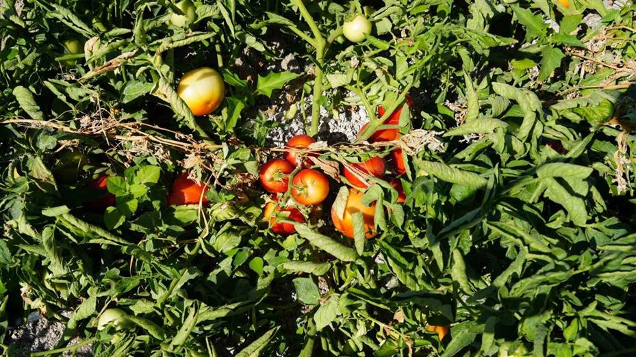 Rekor sıcaklara rağmen Ayaş domatesinin hasadı sürüyor: Tarladan sofraya tescilli lezzet