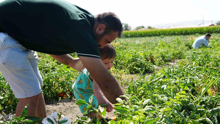 Rekor sıcaklara rağmen Ayaş domatesinin hasadı sürüyor: Tarladan sofraya tescilli lezzet