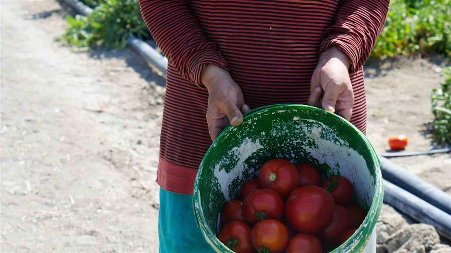 Rekor sıcaklara rağmen Ayaş domatesinin hasadı sürüyor: Tarladan sofraya tescilli lezzet