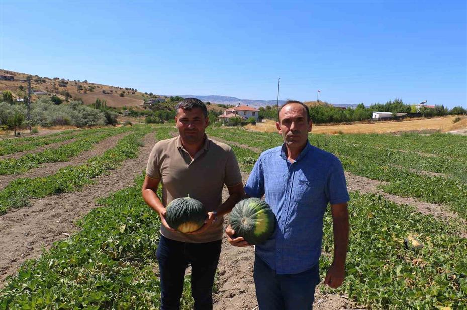 Coğrafi işaretli meşhur Kahramankazan kavunu yeniden sofralara dönüyor