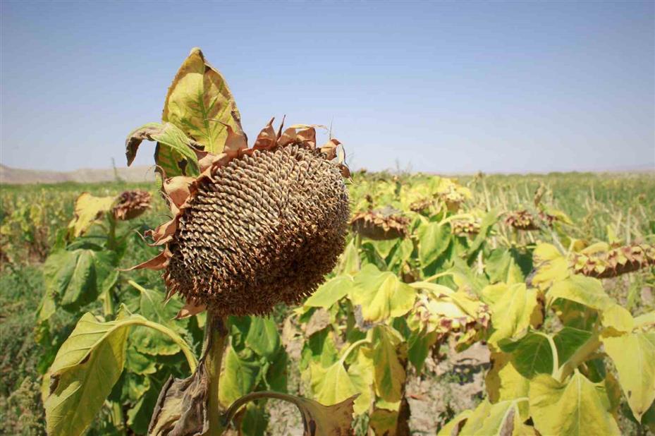 Yozgat’ta çerezlik ay çekirdeği hasadı başladı