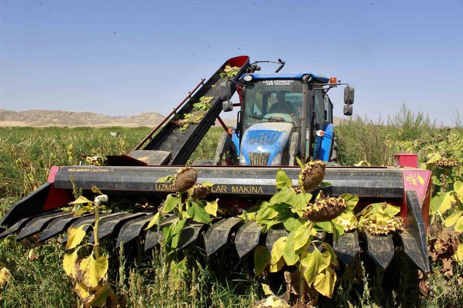 Yozgat’ta çerezlik ay çekirdeği hasadı başladı