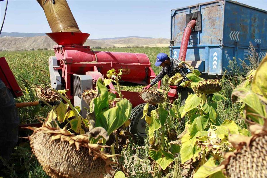 Yozgat’ta çerezlik ay çekirdeği hasadı başladı