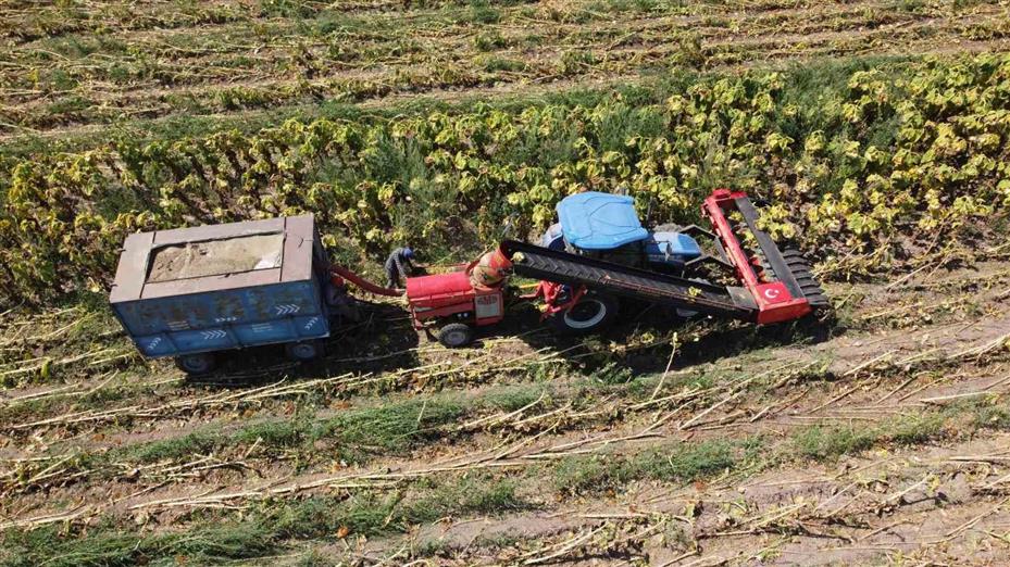 Yozgat’ta çerezlik ay çekirdeği hasadı başladı