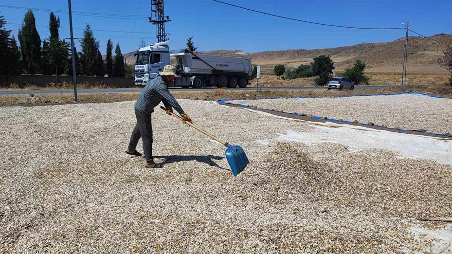 Yozgat’ta çerezlik ay çekirdeği hasadı başladı