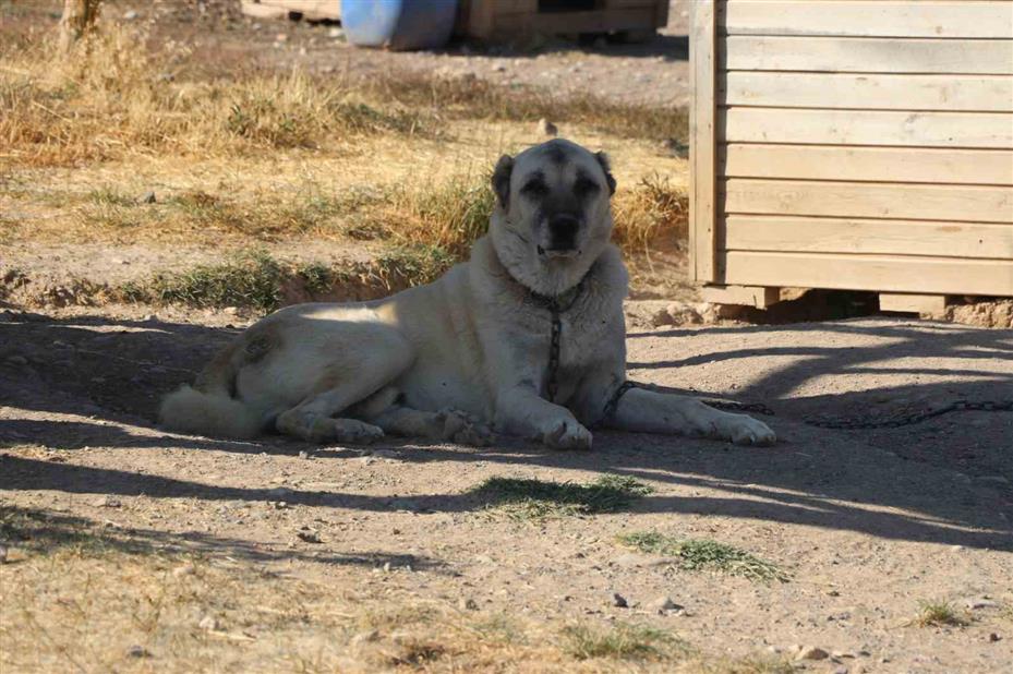 Kendi gen jenerasyonu ile çiftleşmeyen Anadolu’nun Aslanı Kangallar, neslinin saflığını titizlikle koruyor