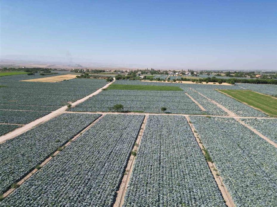 Niğde’de beyaz lahana hasadı başladı: Ata tohumunun bereketi tarlalarda