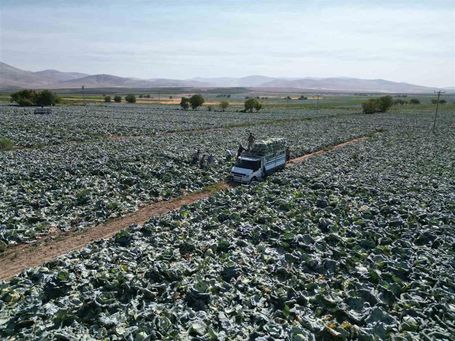 Niğde’de beyaz lahana hasadı başladı: Ata tohumunun bereketi tarlalarda