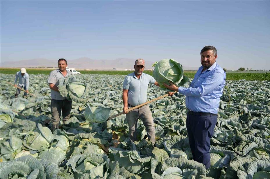 Niğde’de beyaz lahana hasadı başladı: Ata tohumunun bereketi tarlalarda