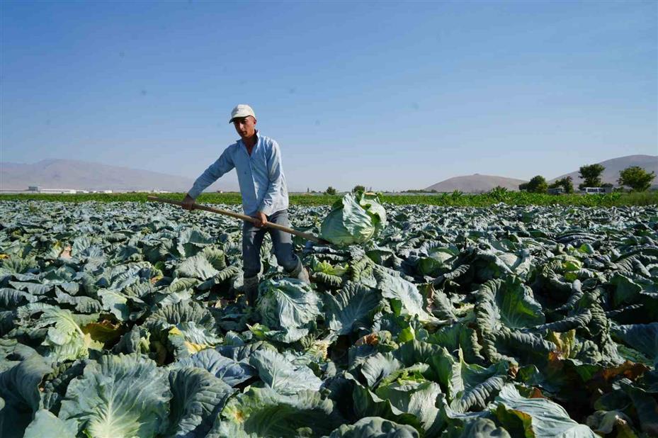 Niğde’de beyaz lahana hasadı başladı: Ata tohumunun bereketi tarlalarda