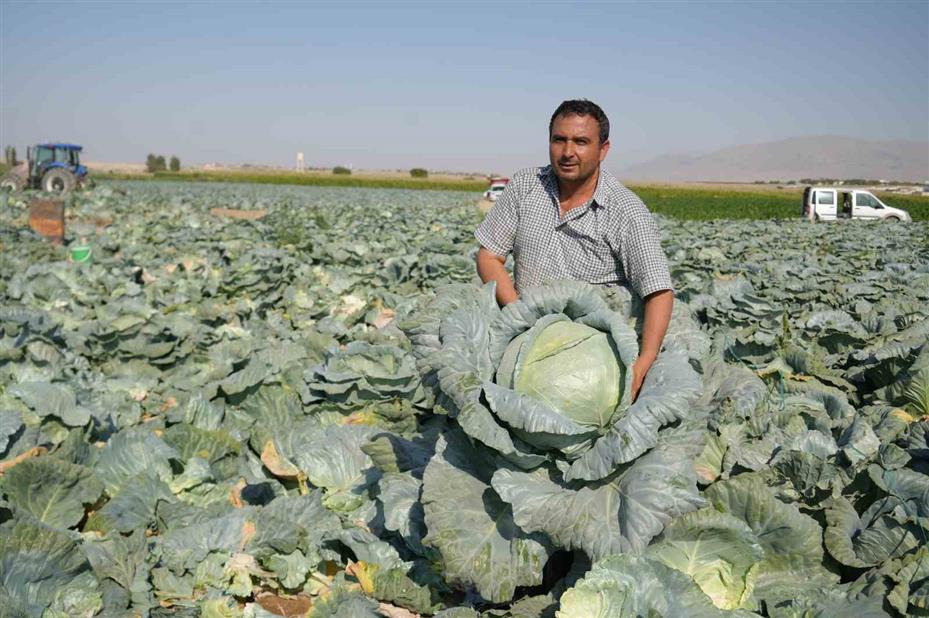 Niğde’de beyaz lahana hasadı başladı: Ata tohumunun bereketi tarlalarda