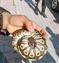 Cebinden yavru piton yılanı çıktı
