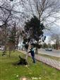 Rüzgardan devrilen ağaçlar temizleniyor