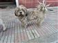 Sanayide tüyleri kirlenen beyaz köpek adeta kapkara oldu