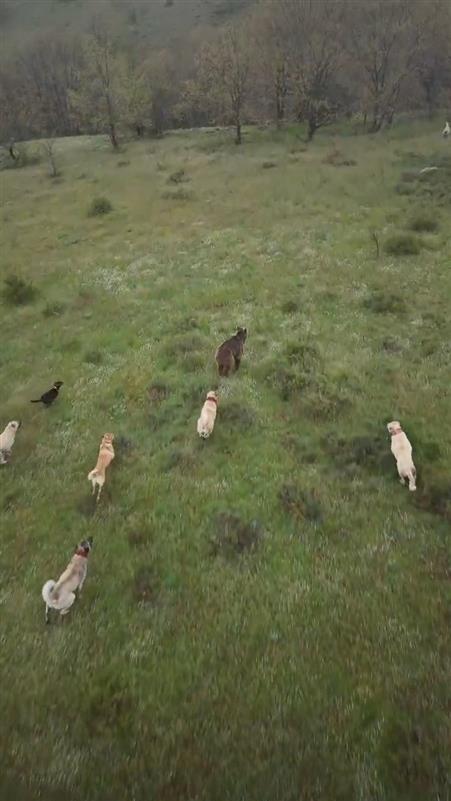 Eskişehir’de sürüye saldıran ayıya kangal köpekleri engel oldu