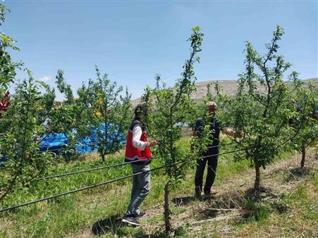 Niğde’de dolu ve sağanak tarım arazilerine zarar verdi