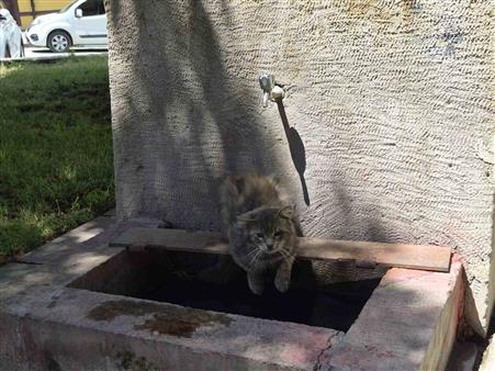 Sıcaktan bunalan sokak kedisi tarihi çeşmenin altında serinlemeye çalıştı