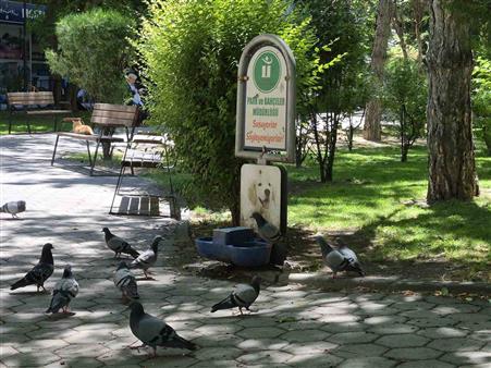 Susayan onlarca güvercin, köpekler için konulan suyu içti