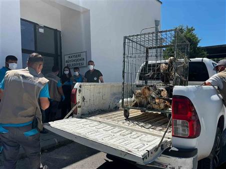 Rehabilitasyonu tamamlanan 35 yaban kuşu doğayla buluşturuldu