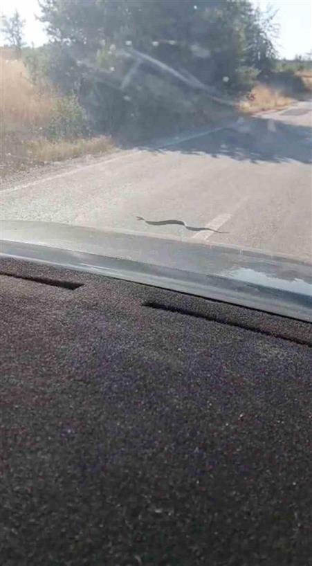 Sürücü ve yolcuların yol üstündeki yılanla ilginç anları cep telefonu kamerasına yansıdı