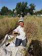 Develi’de çörek otu hasadına başlandı