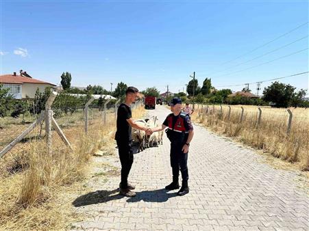 Hayvanları kaybolan çiftçinin yardımına Jandarma ekipleri koştu