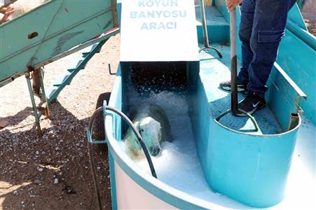 Talas’ta 16 bin koyun bu banyodan geçti