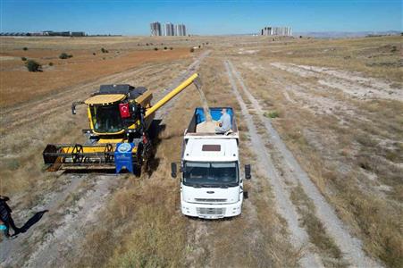 Talas’ta 300 dekarda aspir hasadı