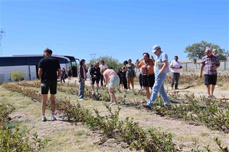 Kapadokya’da turistler ‘aronya’ hasadı yaptı