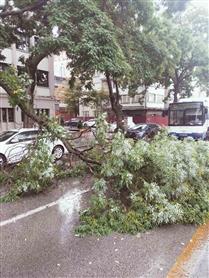 Başkentte yağıştan devrilen ağaç trafiği aksattı