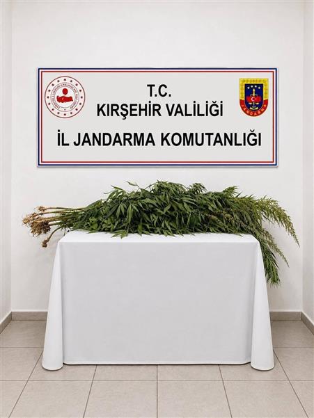 İkametlerde yapılan aramalarda 30 kök uyuşturucu ele geçirildi