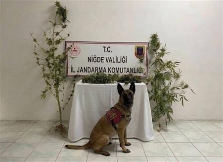 Ulukışla’da uyuşturucu operasyonu: 350 gram uyuşturucu ele geçirildi