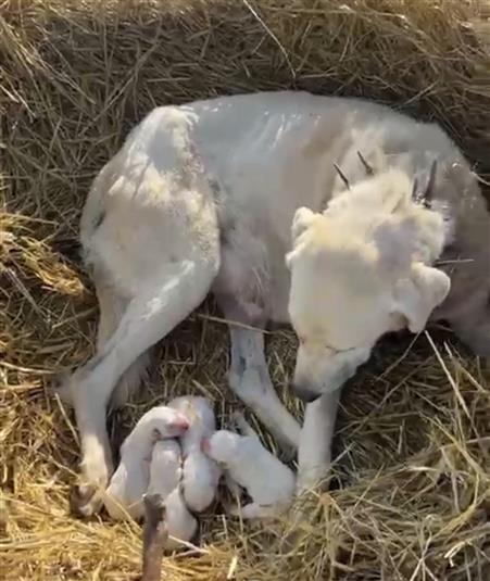 Çoban köpeği sürünün başında doğum yaptı