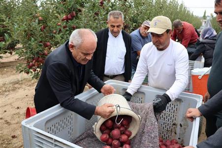 Yahyalı’da elma hasadı başladı