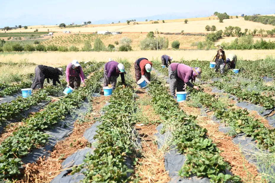 Hüyük Çileği Hasadına Başlandı: Konya, Türkiye’nin Çilek Üretiminde Üçüncü Sırasında