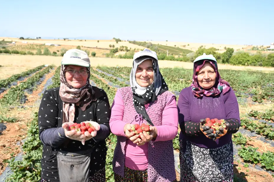 Hüyük Çileği Hasadına Başlandı: Konya, Türkiye’nin Çilek Üretiminde Üçüncü Sırasında