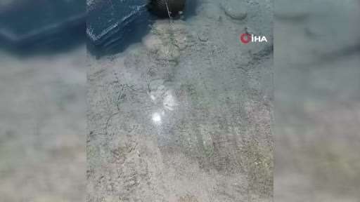 Tarihi hamam kalıntıları arasındaki süs balıklarını kaçak avlayanlara suçüstü