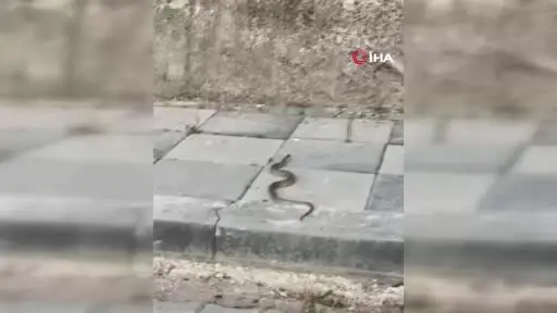 Beypazarı sokaklarında yılan görüldü