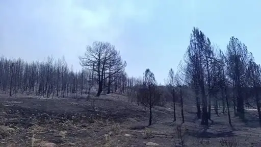 Eskişehir’de yanan alanda hasar gün ağarınca ortaya çıktı