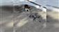 Konya’da dron ile karşılaşan kedi gülümsetti