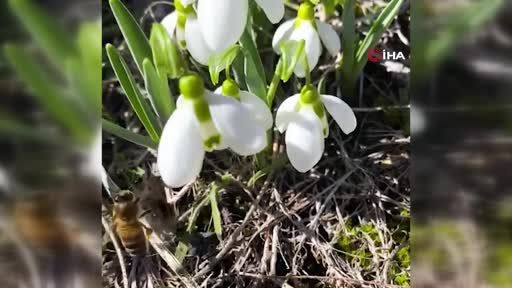 Niğde’nin yüksek kesimlerinde ’baharın müjdecisi’ kardelenler çiçek açtı