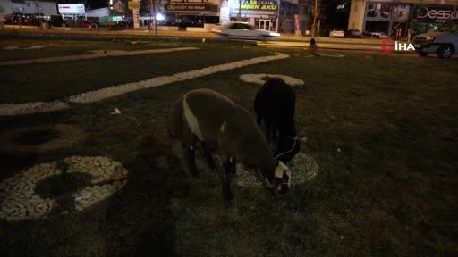 Kamyonetten yola düşen "Mor Karaman" ırkı koyunlar başıboş bırakıldı