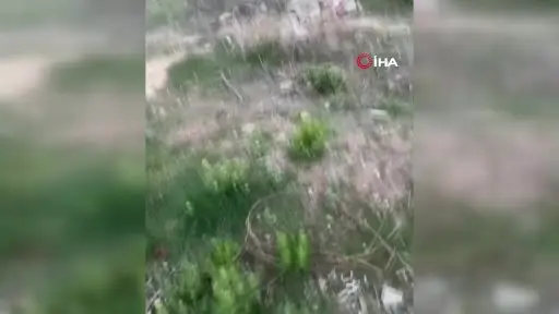 Ankara’da sokakları fareler bastı