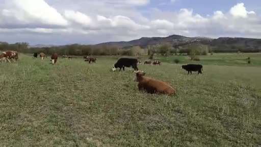 Yozgat’ta kene alarmı, uzmanı uyardı