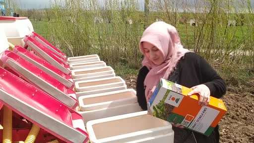 Traktörün direksiyonuna geçen kadın çiftçi, erkeklere taş çıkartıyor