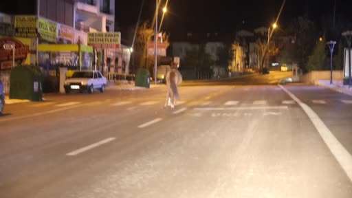 Belediyeden başıboş at ihbarı yapan vatandaşa "Atı bağlayın, biz sabah ekip göndeririz" cevabı