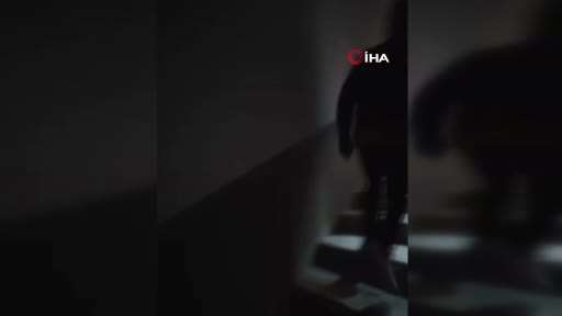 Kenevir yetiştirilen gizli seraya polis baskını: 1 tutuklama