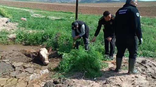 Kırıkkale’de bataklığa saplanan ineği itfaiye kurtardı