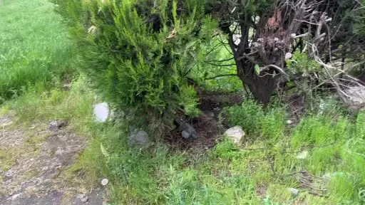 Çalılar budanınca ortaya çıkan pompalı tüfeği polis muhafaza altına aldı